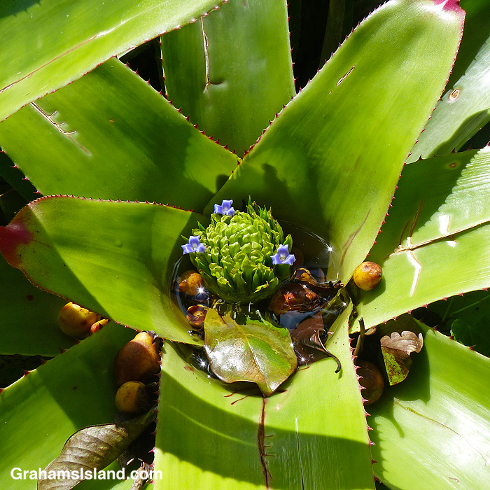 A bromeliad filled with water