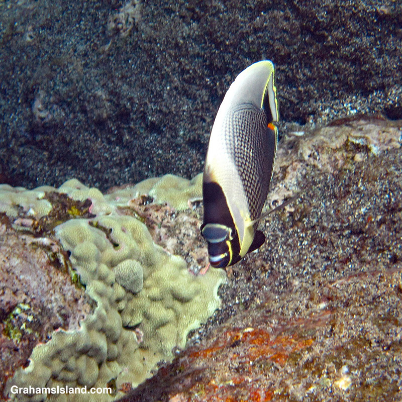 A Reticulated butterflyfish in the waters off Hawaii