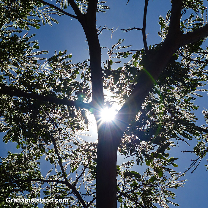 Sun shines through tree branches