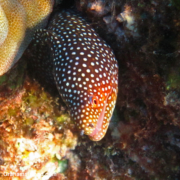 A whitemouth moray eel in the waters off Hawaii
