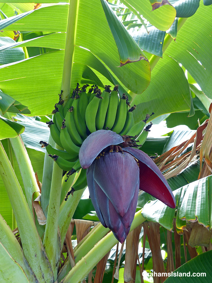 Bananas and their flower in Hawaii