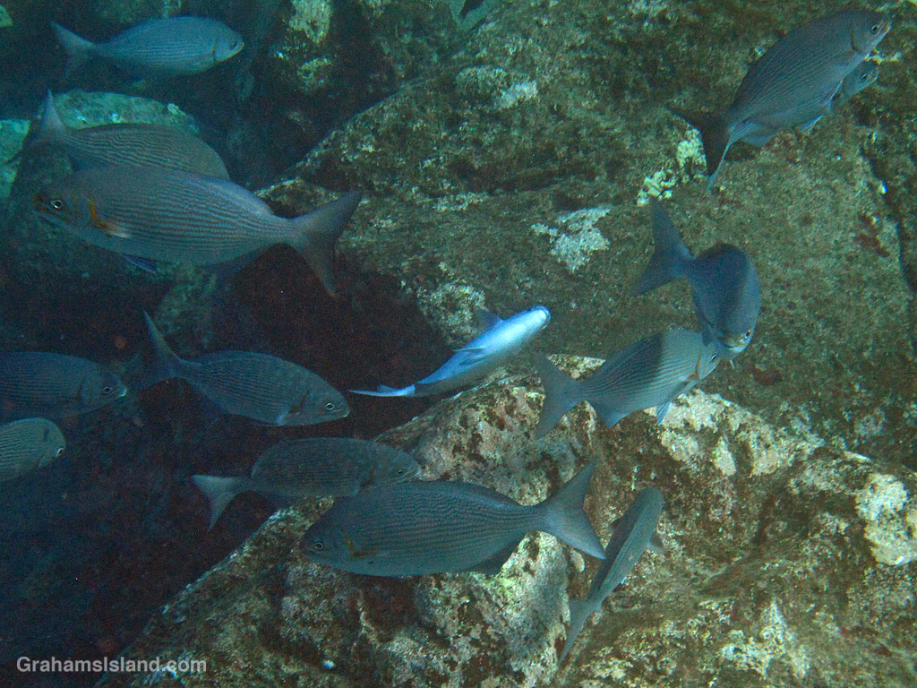 A chub cleans itself against a rock