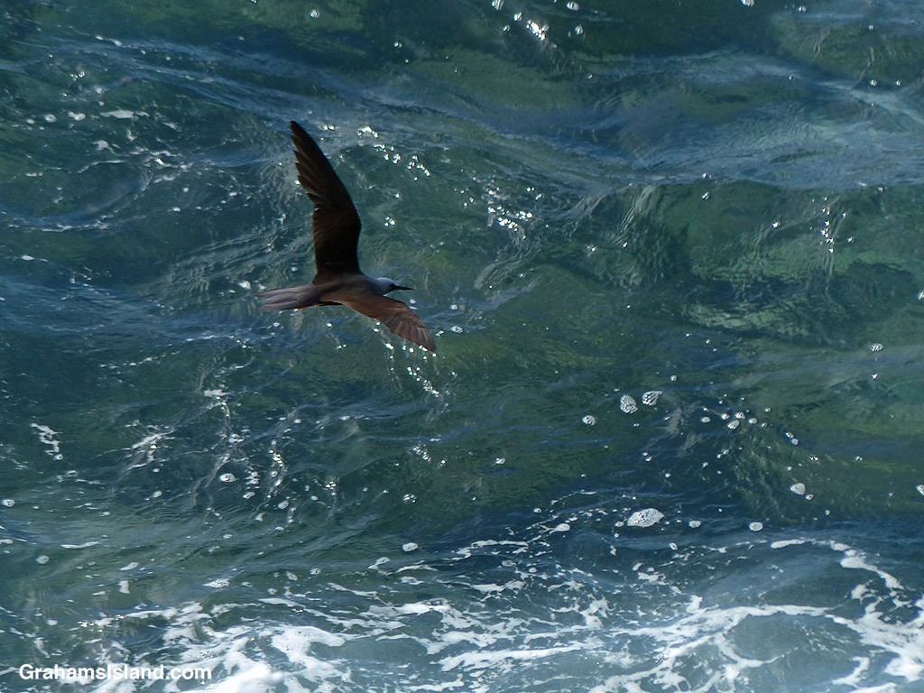 A Hawaiian Noddy skims over the ocean