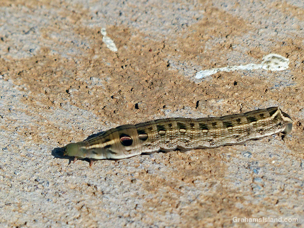A Hawk Moth Caterpillar in Hawaii