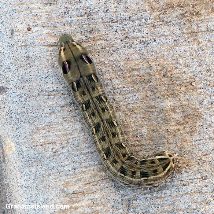 A Hawk Moth Caterpillar in Hawaii