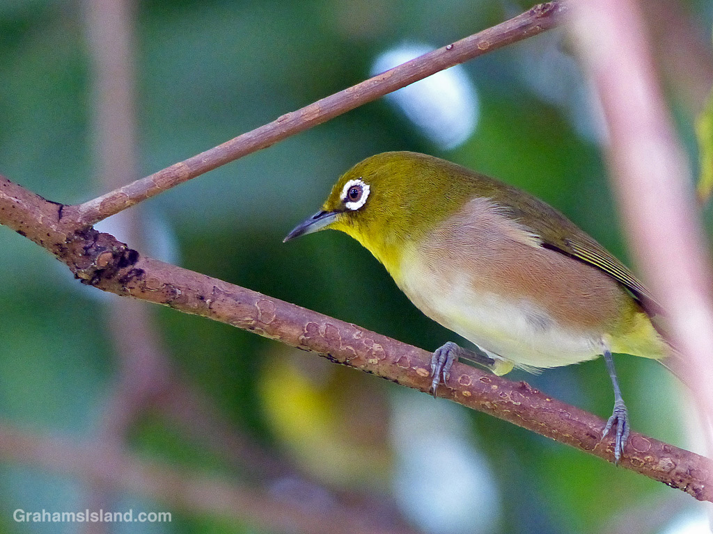 A Japanese White-eye perches on a branch