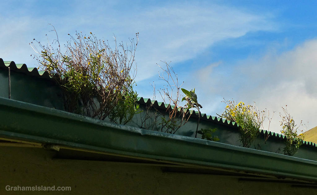 Weeds growing in a gutter