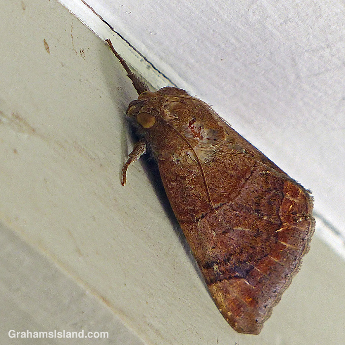 An Achaea janata moth in Hawaii