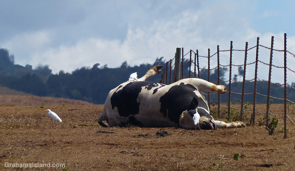 A dead bull is visited by cattle egrets