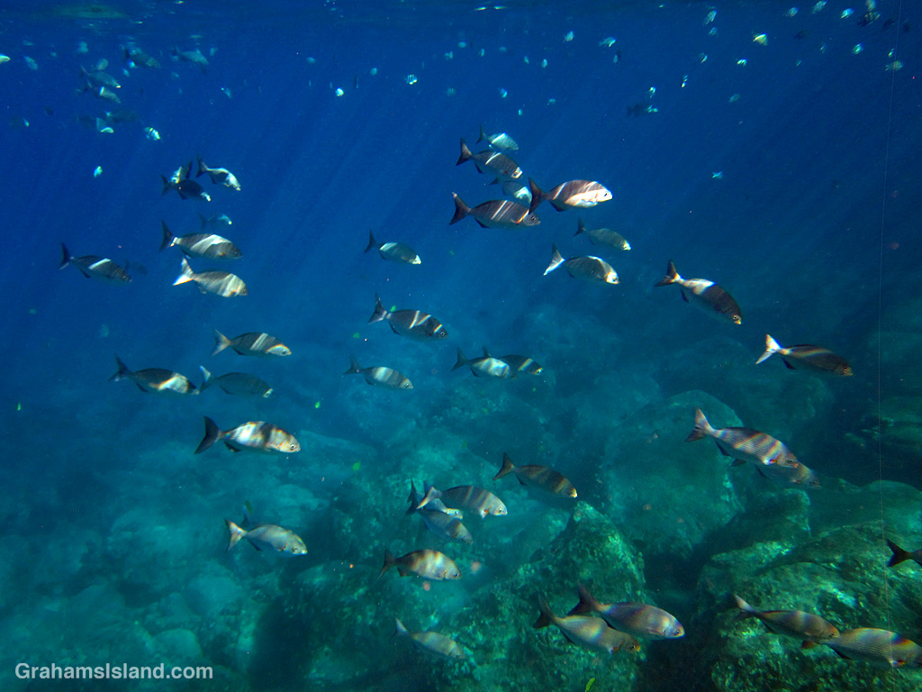 A school of chubs catch the light in the waters off Hawaii