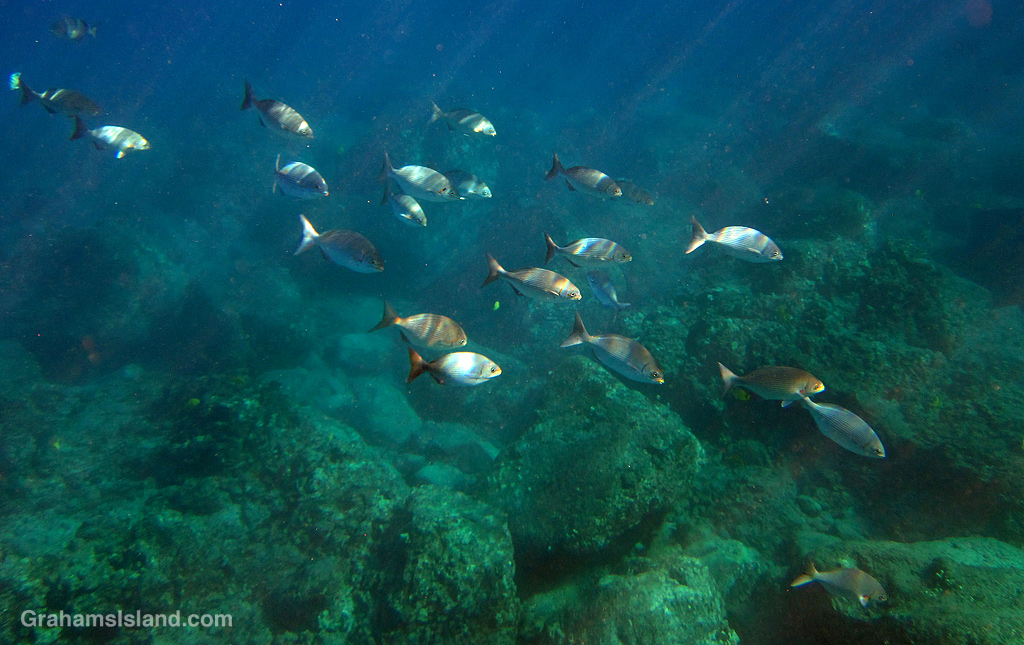 A school of chubs catch the light in the waters off Hawaii