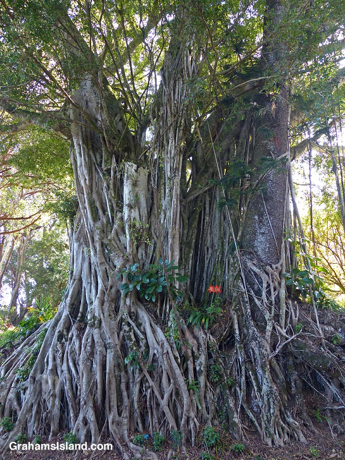 Dayen Tree The Numbers Game #108 | Graham's Island