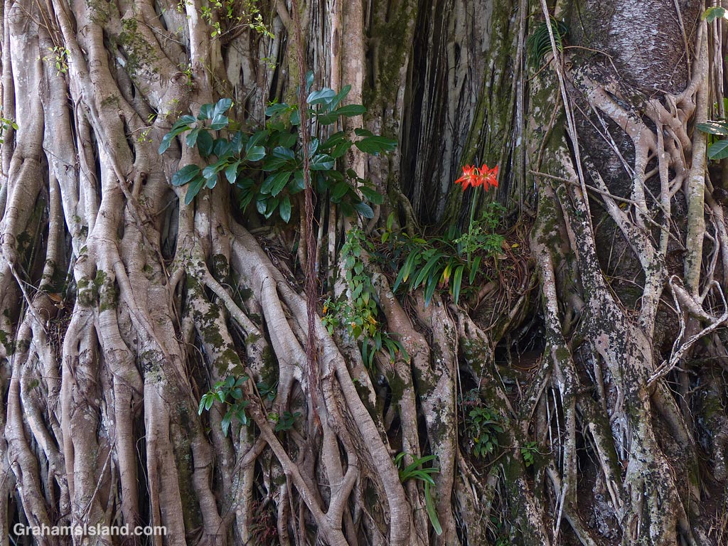 A day lily grows in the roots of a banyan tree in Hawaii