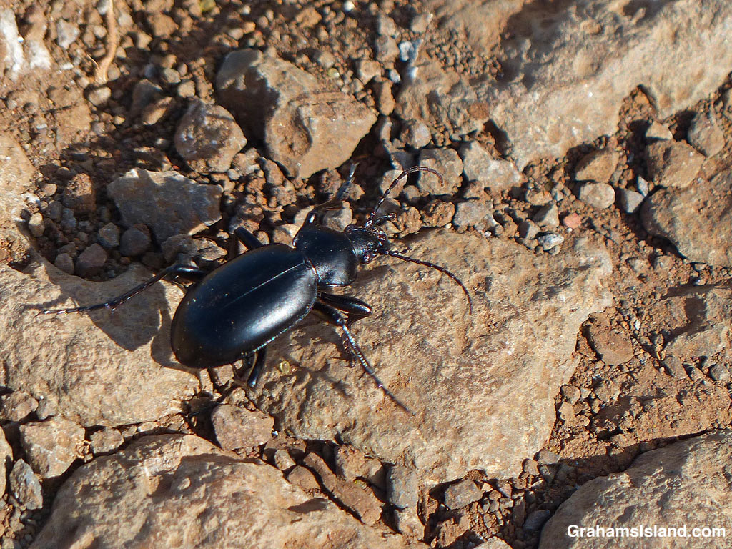 A ground beetle negotiates rocky ground in Hawaii