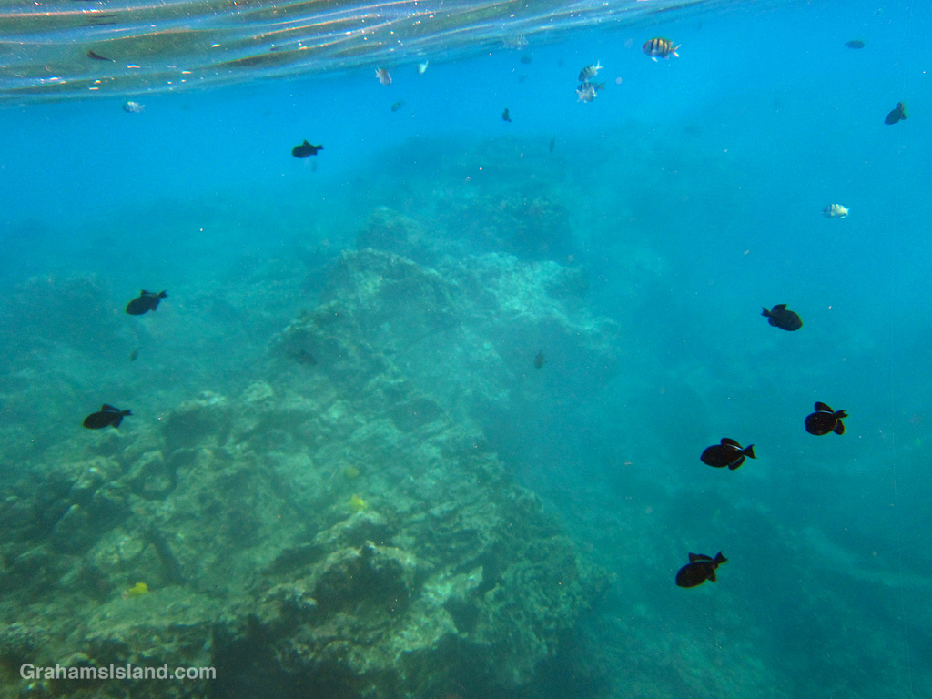 Fish swim in hazy water in Hawaii