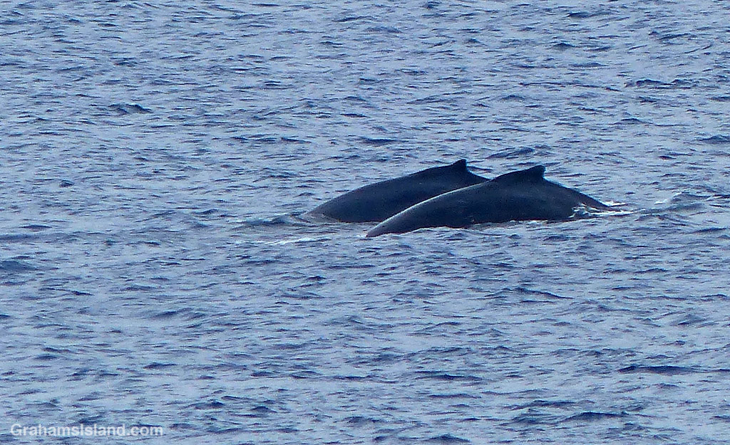 Two Humpback whales swim in the waters off Hawaii