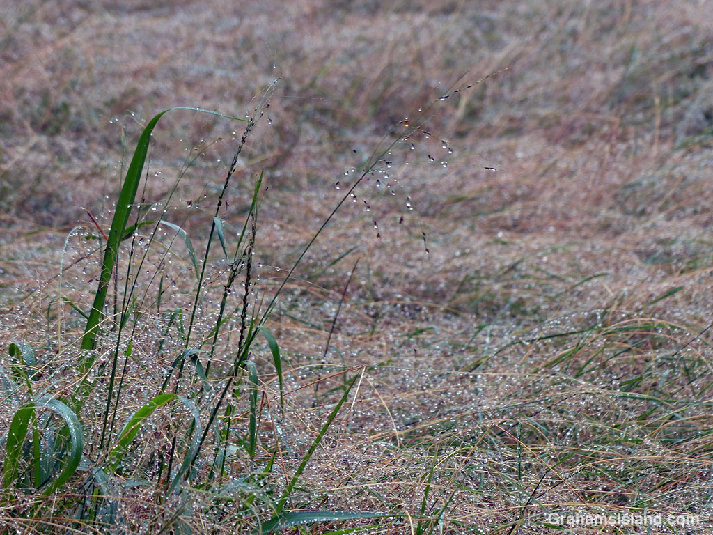 Morning dew on grass in Hawaii