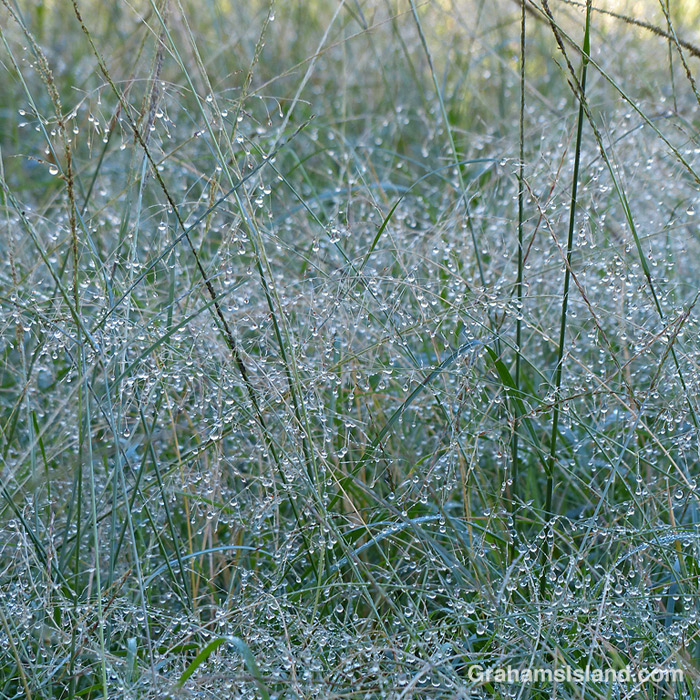 Morning dew on grass in Hawaii