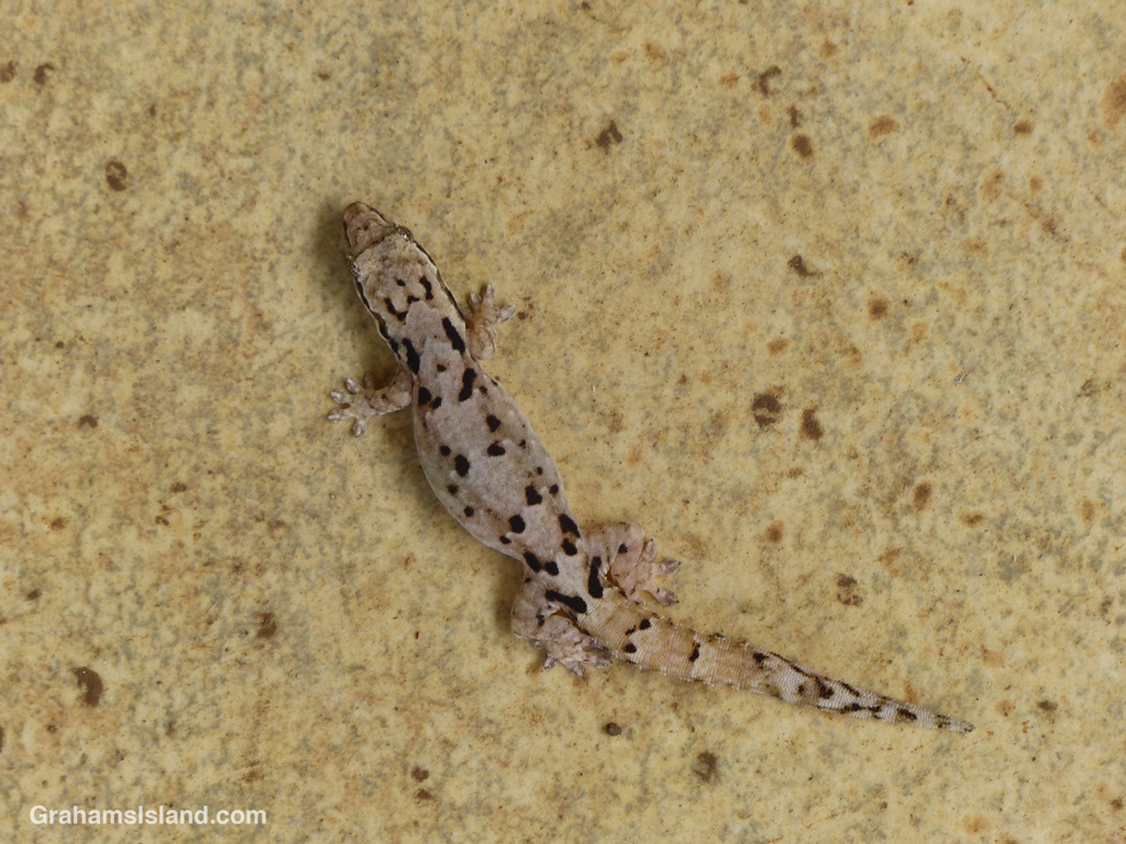 A Mourning Gecko on a tile floor
