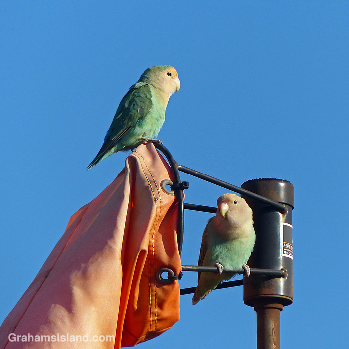 A pair of Rosy-faced Love Birds perch on a windsock in Hawaii