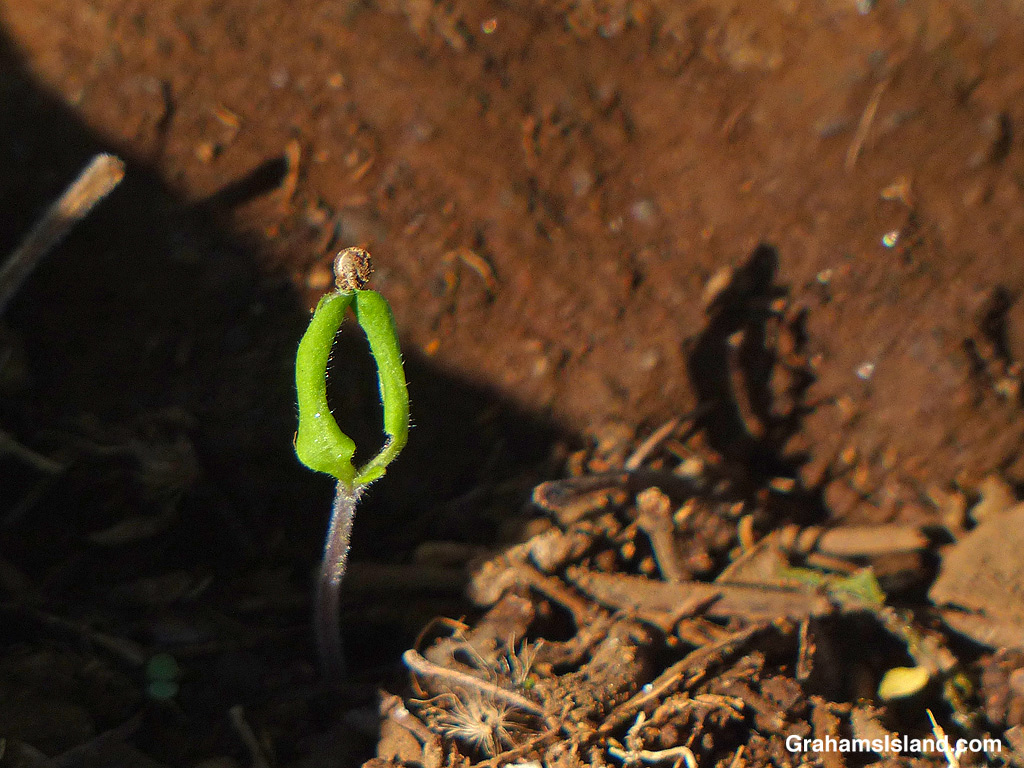 A tomato sprouts from the soil in Hawaii
