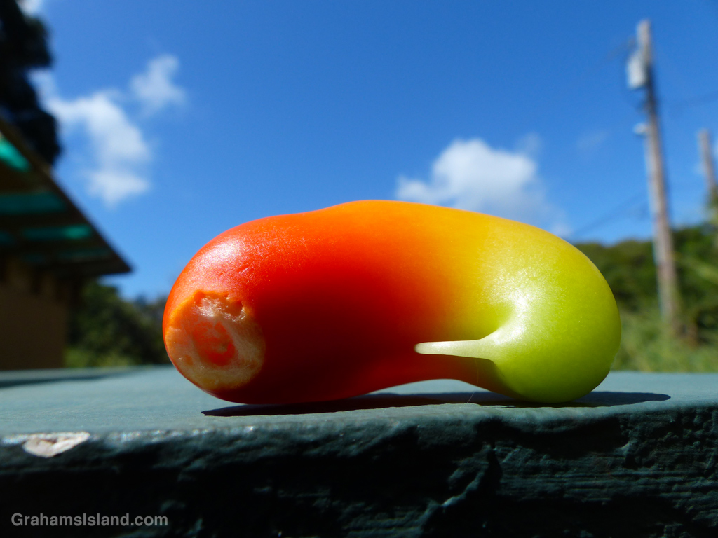 A small multicolored baby red pepper
