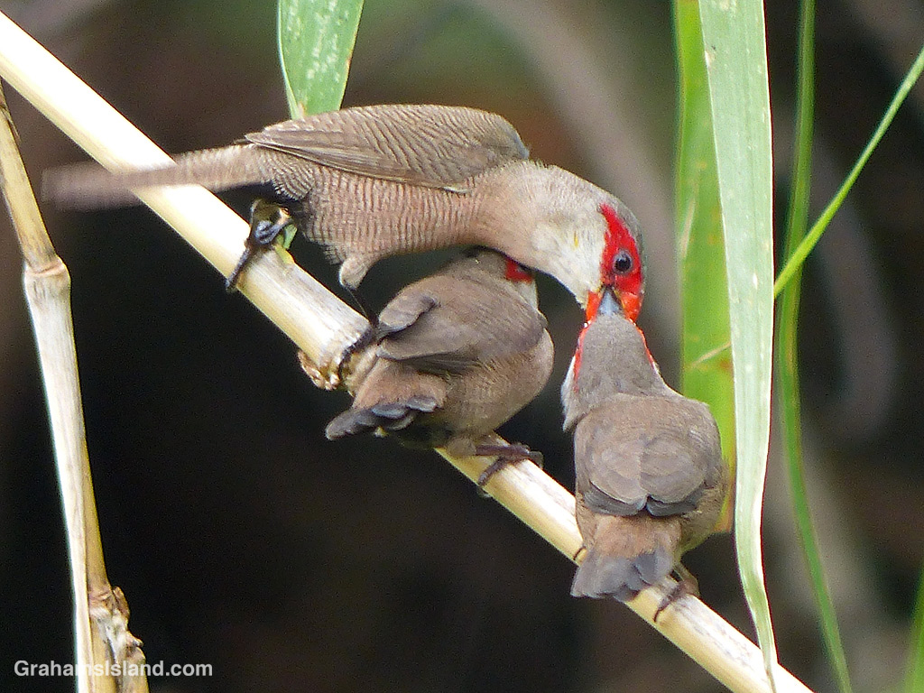 A common waxbill feeds its young