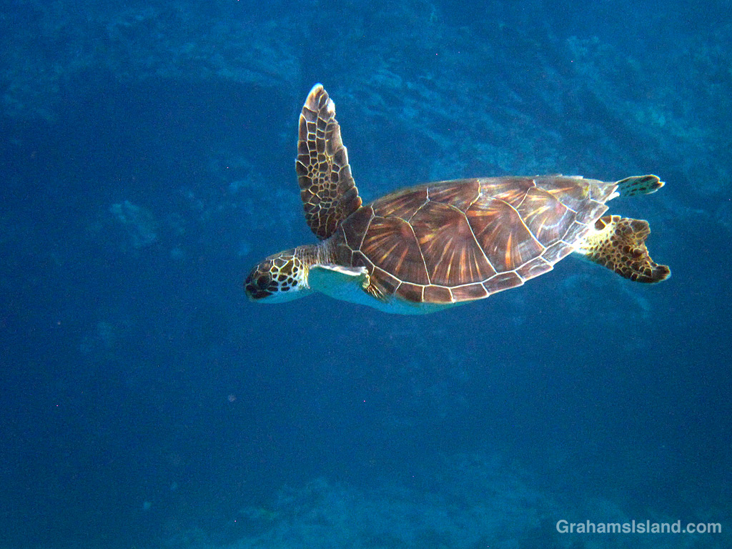 A green turtle swims n the waters off Hawaii