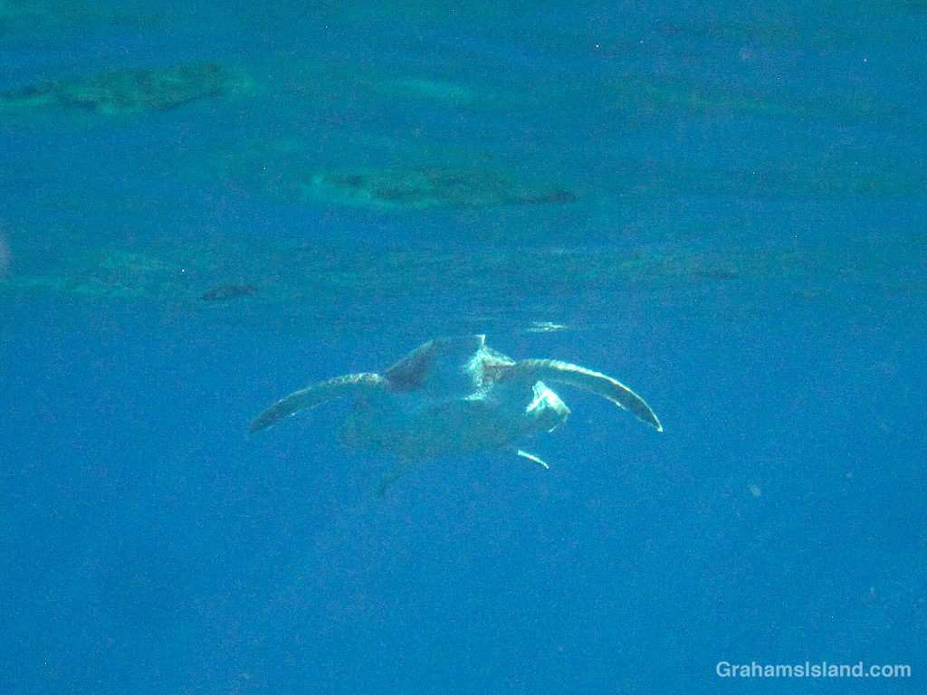 A green turtle swims n the waters off Hawaii