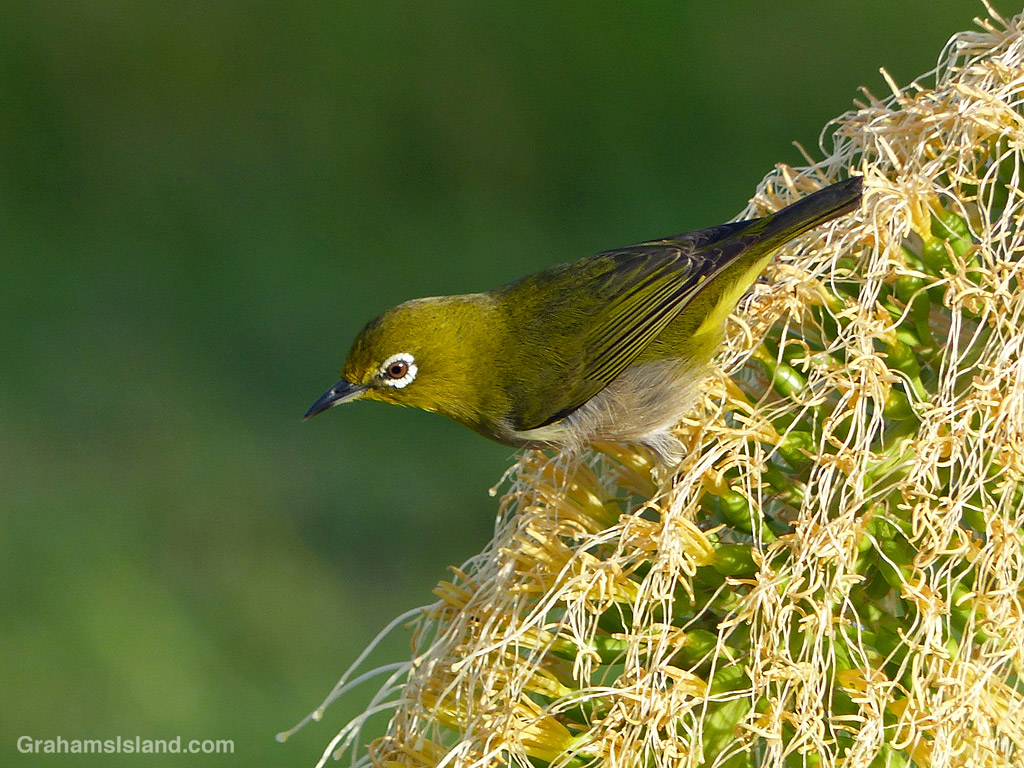 A Japanese White-eye on an Agave Attenuata