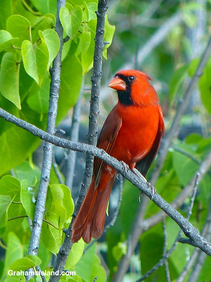 A Northern Cardinal in Hawaii