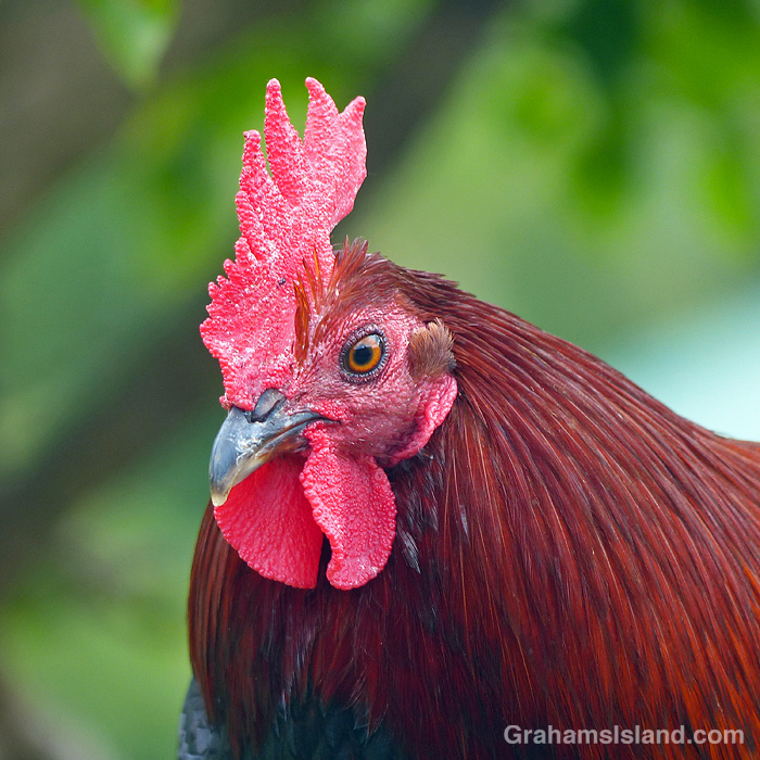 A portrait of a chicken in Hawaii