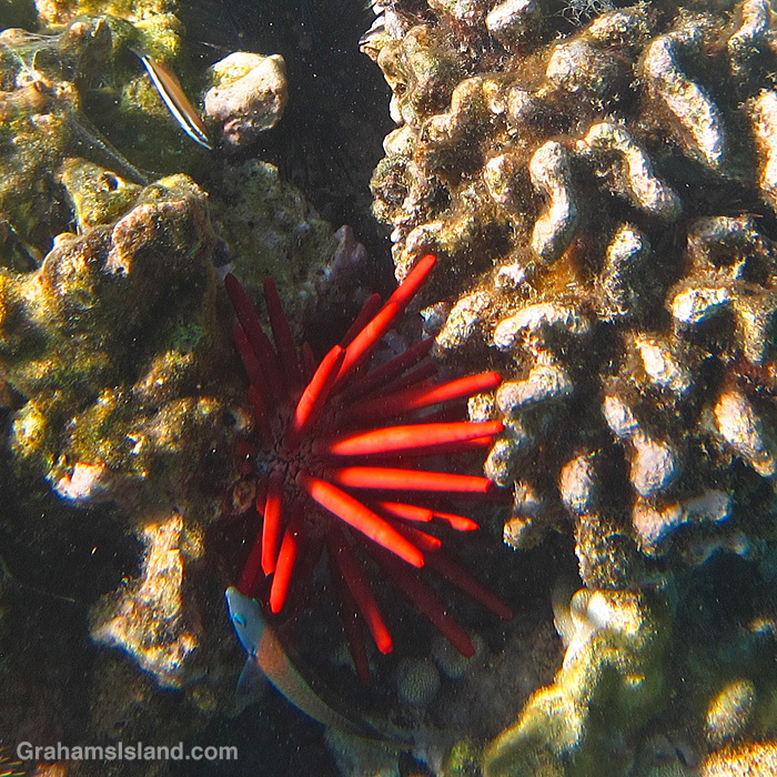 A red pencil sea urchin in Hawaii