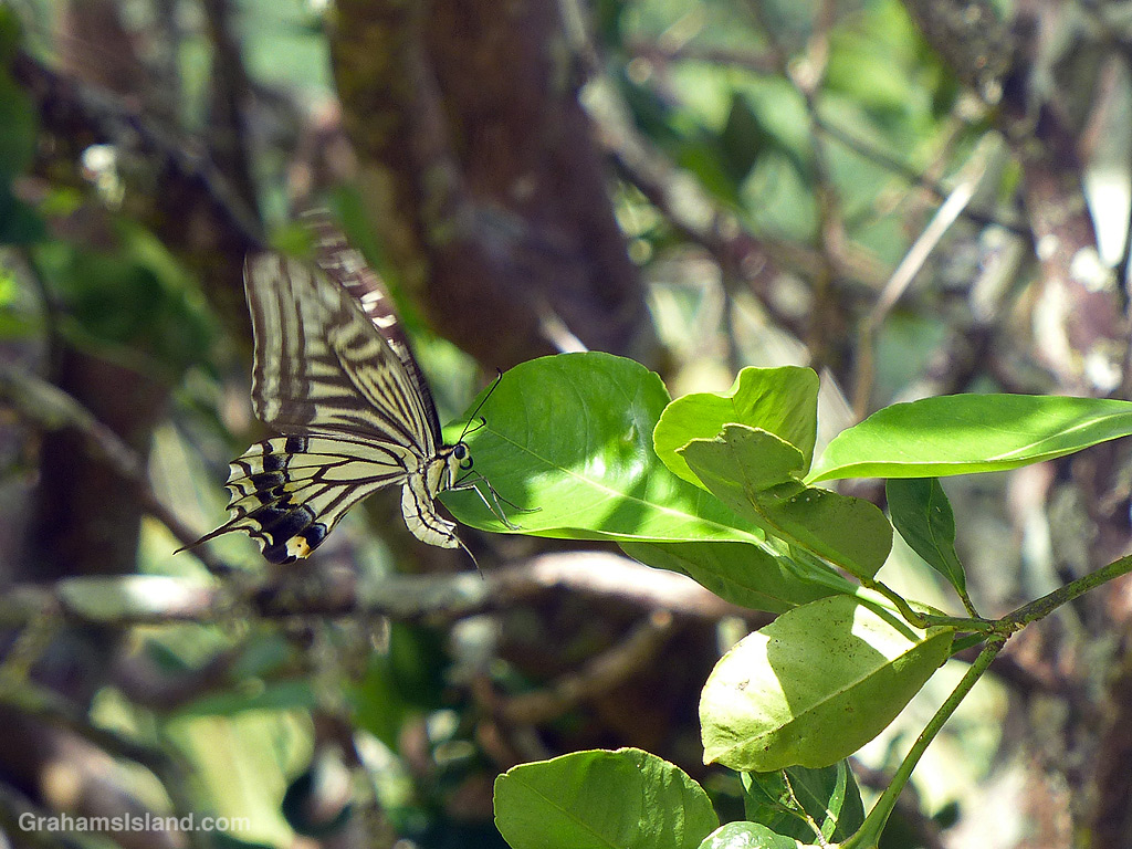 A Xuthus Swallowtail Butterfly in Hawaii