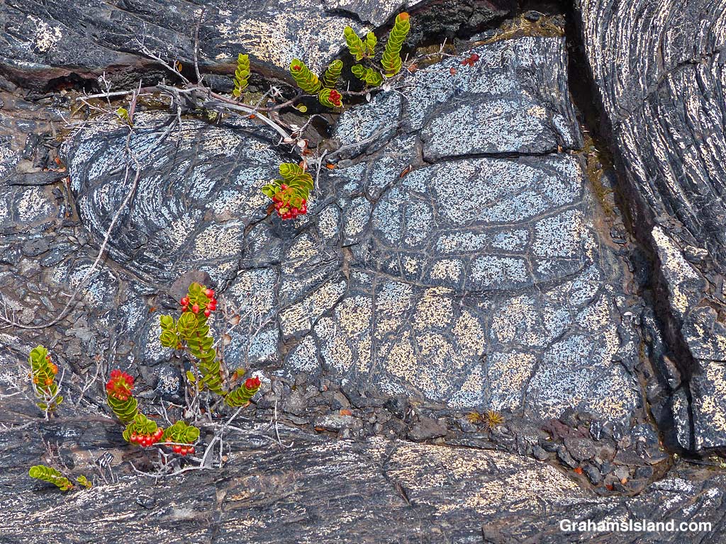 Colored lava on the Ka'u Desert Trail, Hawaii
