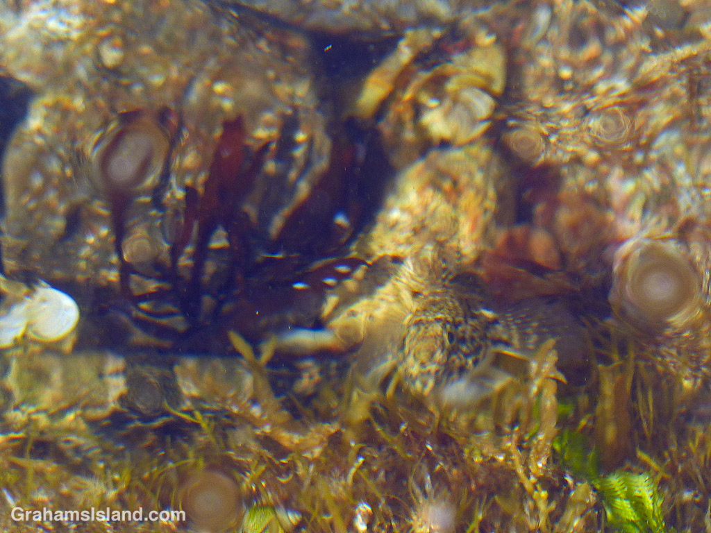 A blenny peers up from a tide pool in Hawaii