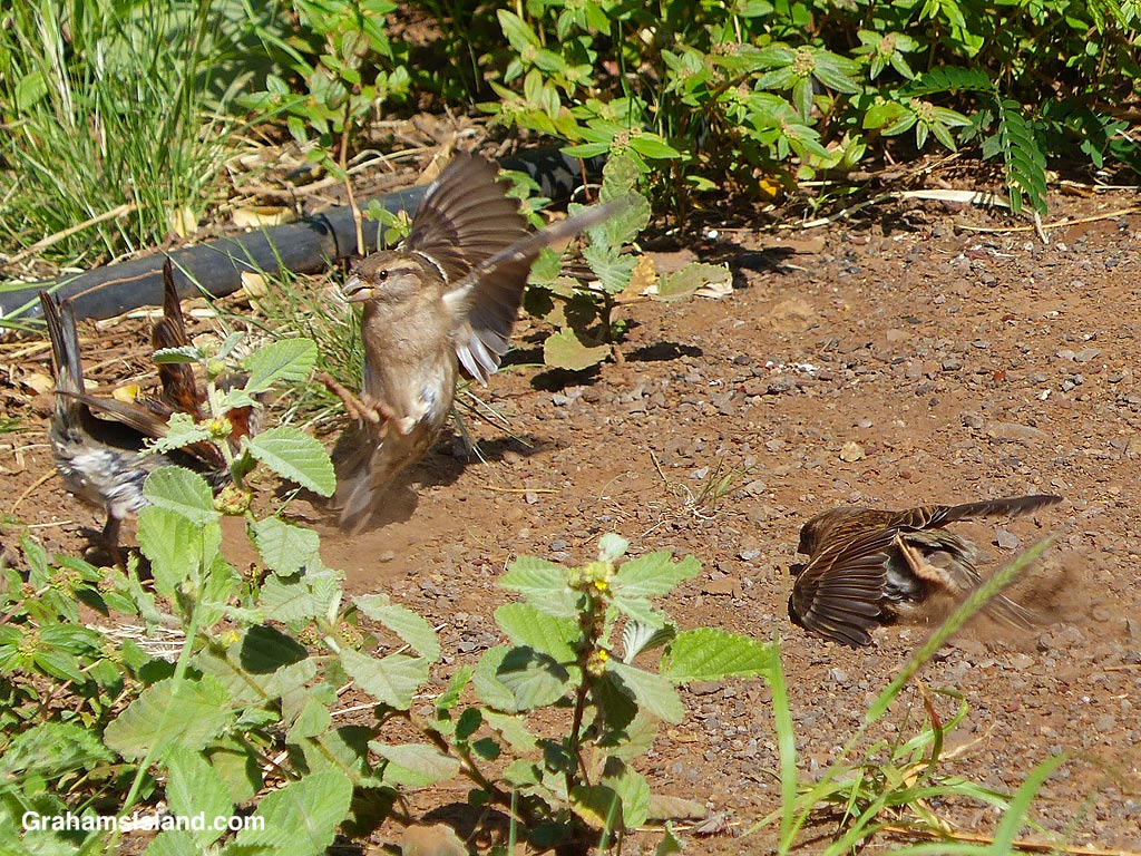 Birds bathing in the dirt in Hawaii
