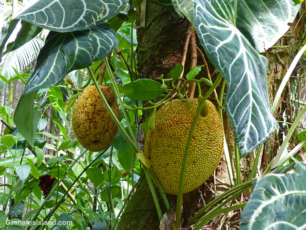 Jak fruits at Hawaii Tropical Bioreserve and Garden