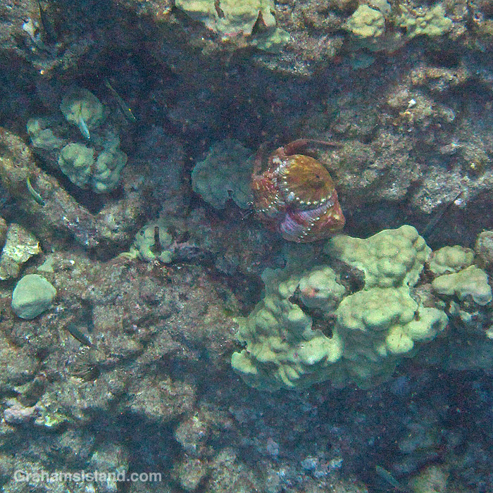 A Jeweled Anemone Crab in the waters off Hawaii