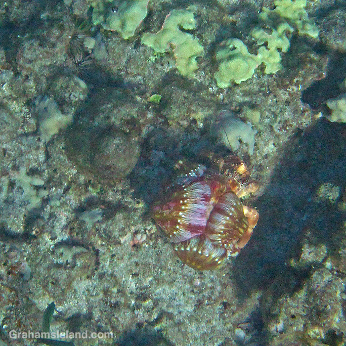 A Jeweled Anemone Crab in the waters off Hawaii