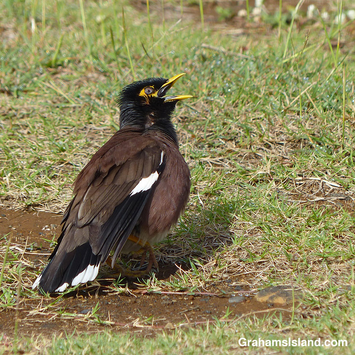 A young myna bird waits for food