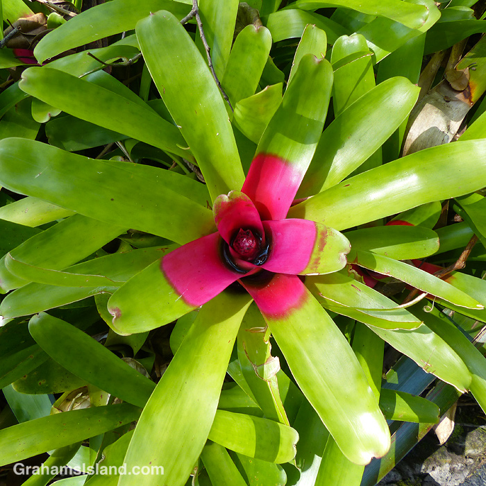 A Neoregelia carolinae turns pink prior to flowering