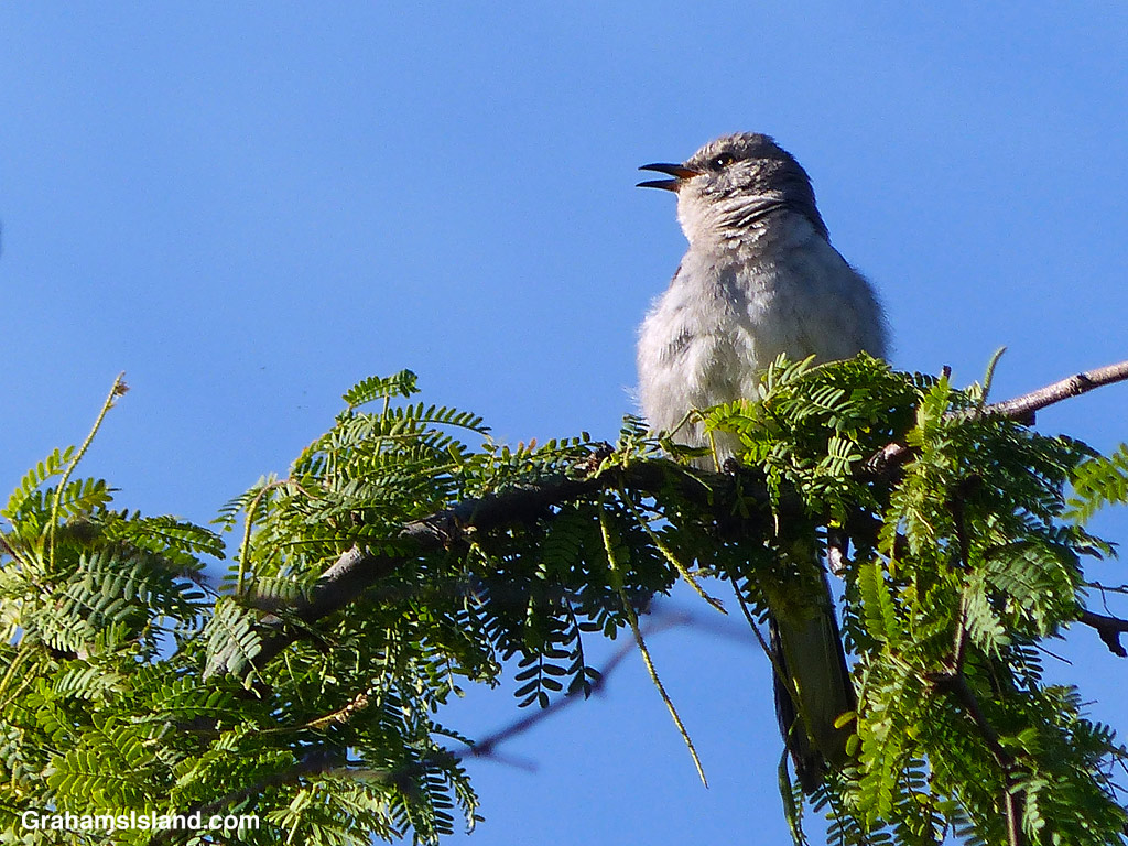 A Northern Mockingbird sings from the top of a tree
