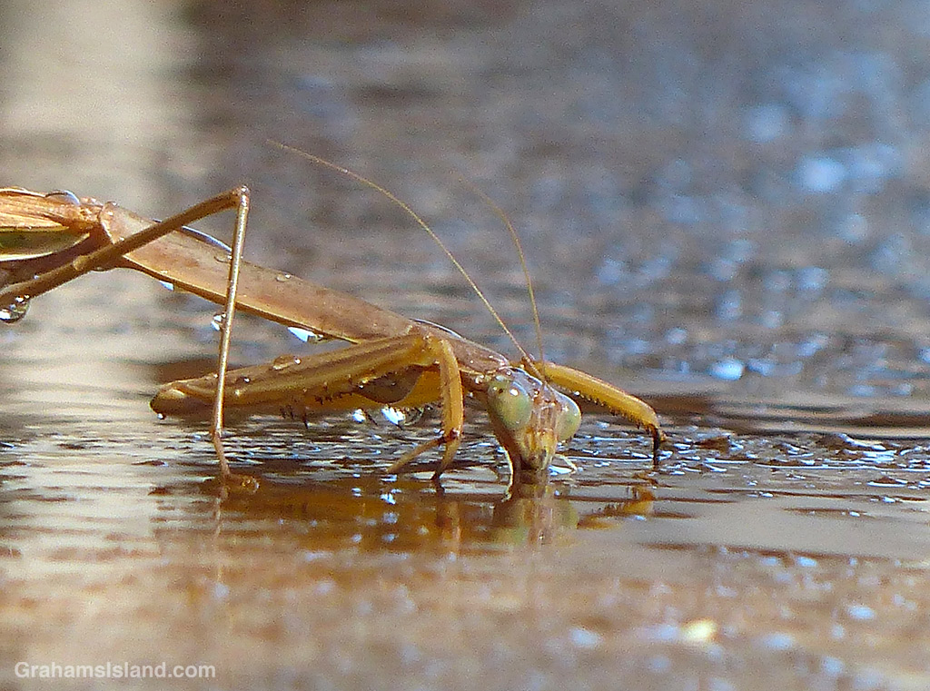 A praying mantis drinks from a puddle of water