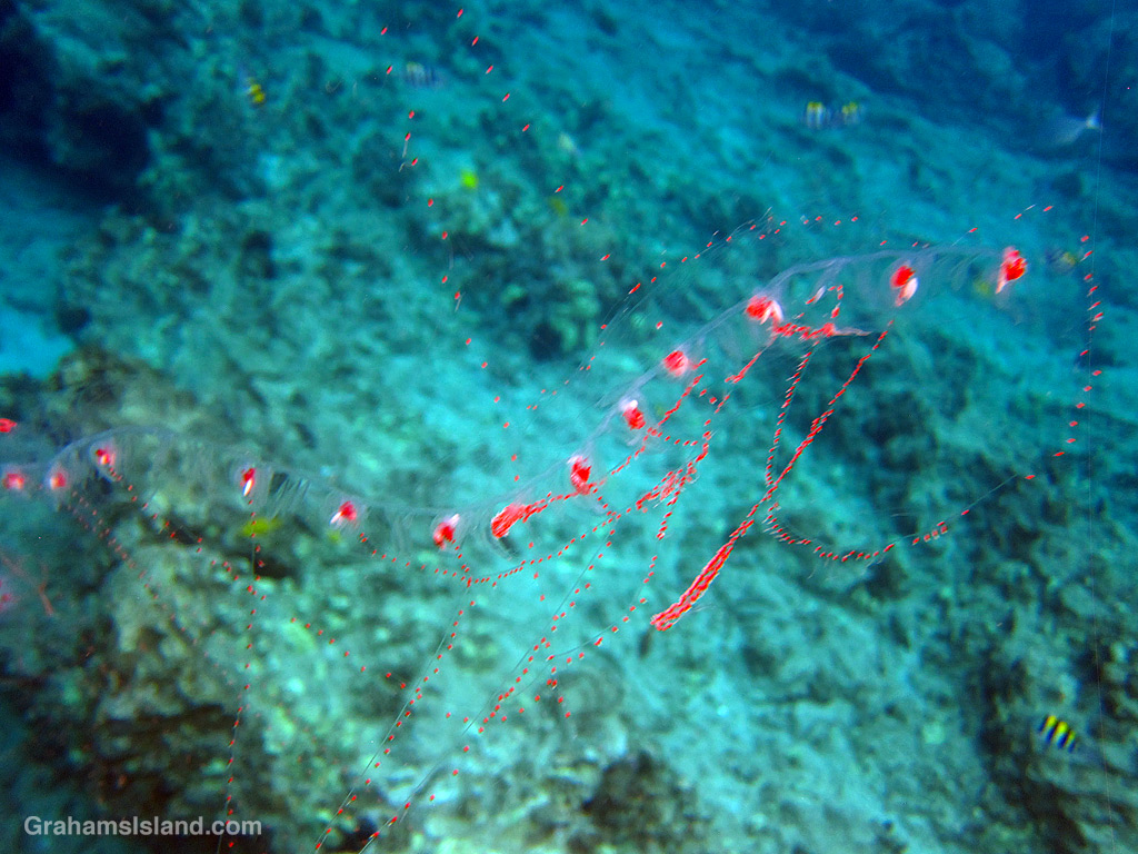 A siphonophore in the waters off Hawaii
