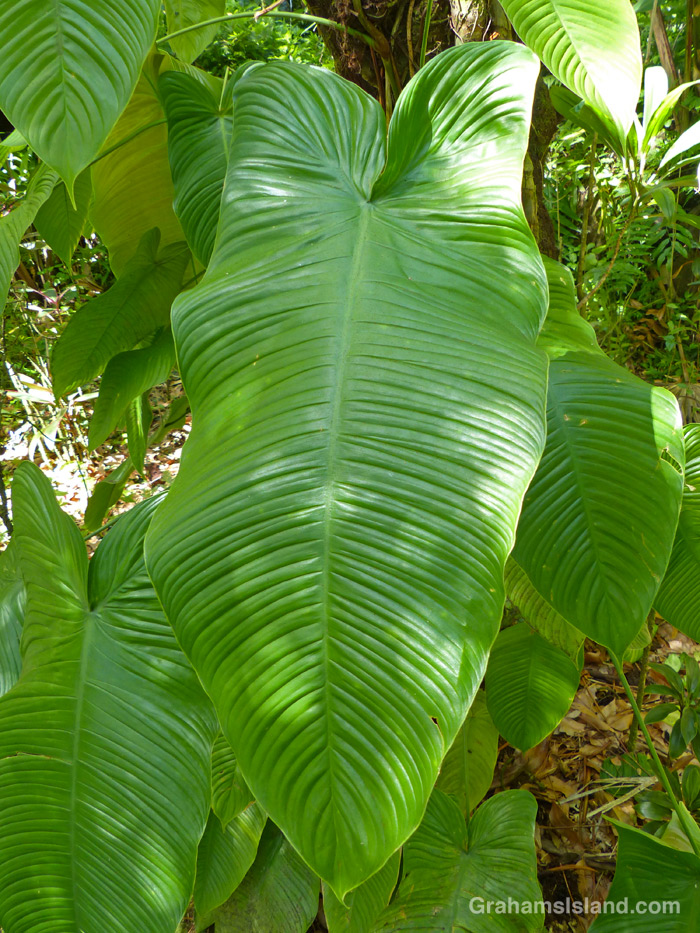 Foliage at Hawaii Tropical Bioreserve and Garden