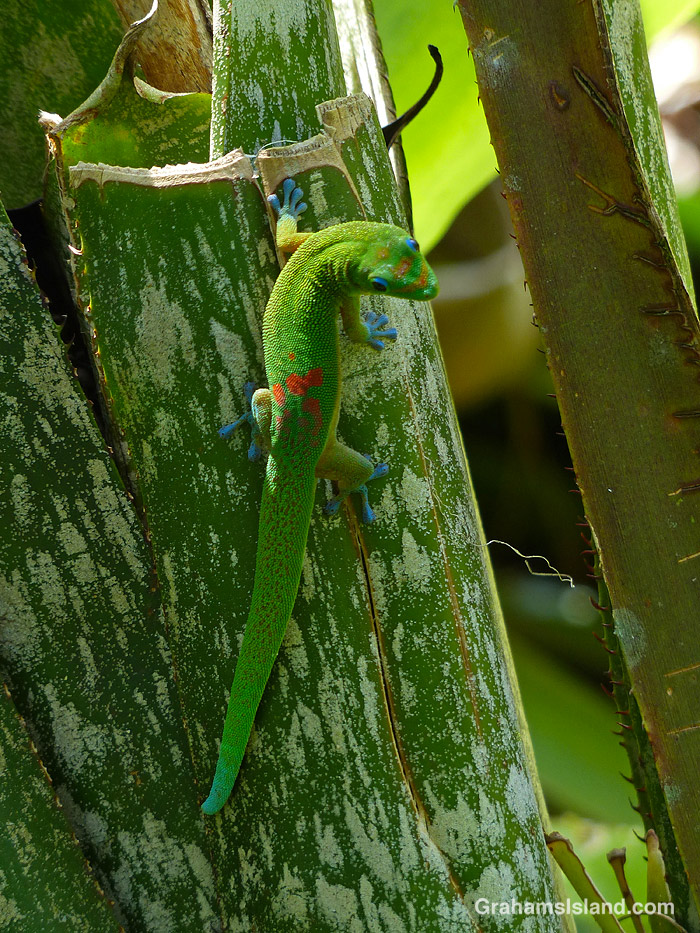 Foliage at Hawaii Tropical Bioreserve and Garden