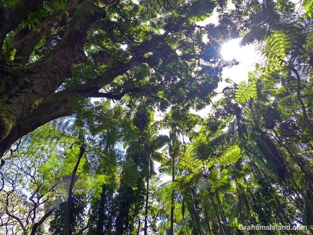 Foliage at Hawaii Tropical Bioreserve and Garden