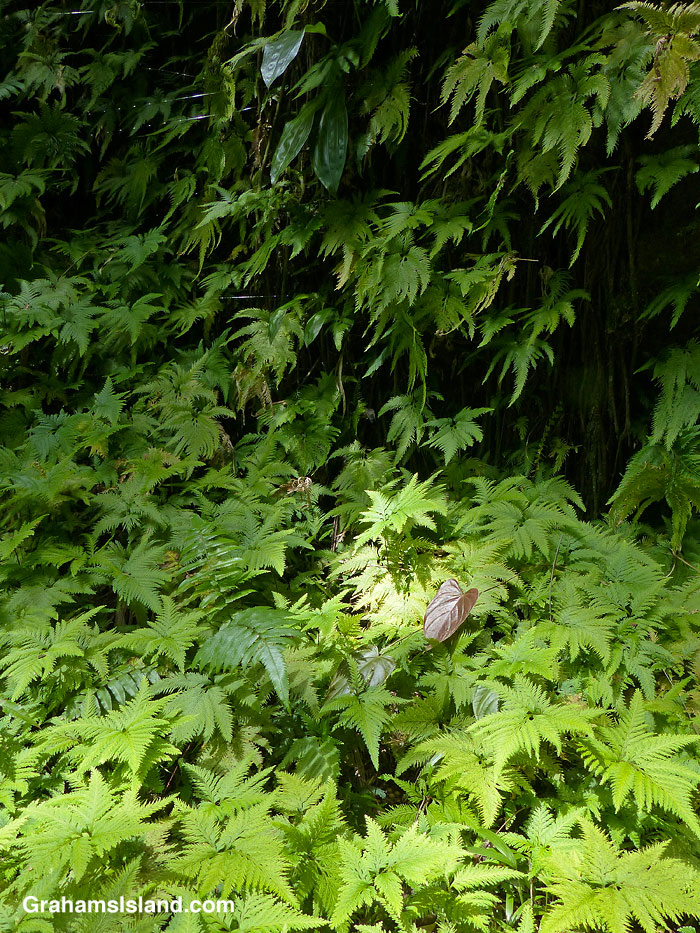 Foliage at Hawaii Tropical Bioreserve and Garden