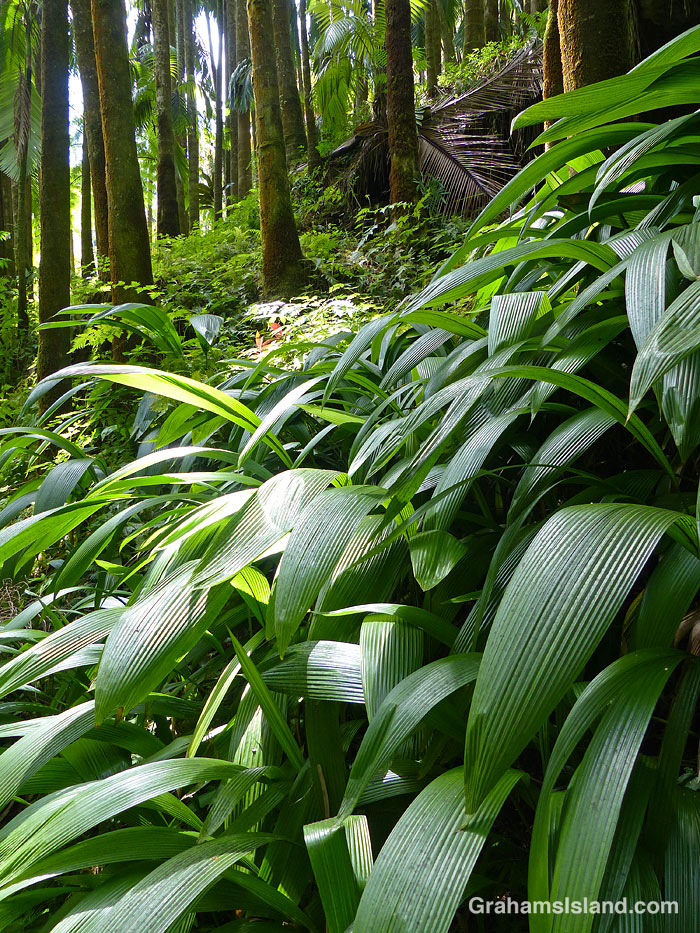Foliage at Hawaii Tropical Bioreserve and Garden